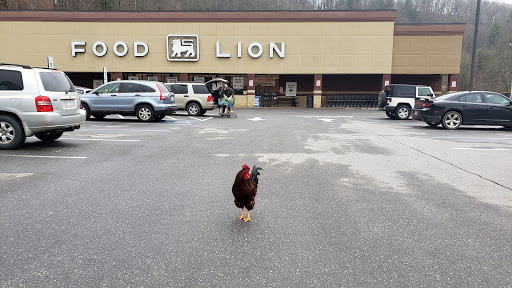 Grocery Store «Food Lion», reviews and photos, 1 New Clyde Hwy, Canton, NC 28716, USA