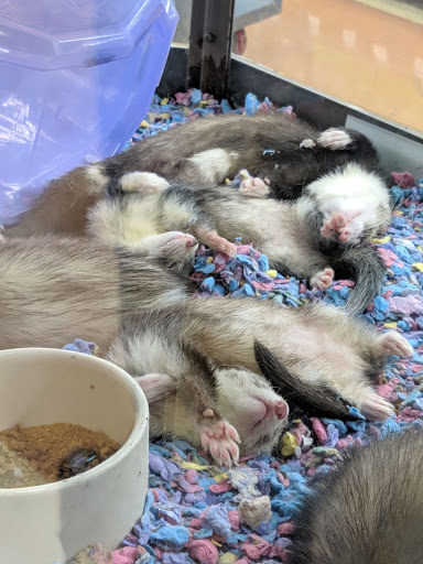 Pet Supply Store «Petco Animal Supplies», reviews and photos, 317 E Trenton Rd, Edinburg, TX 78539, USA