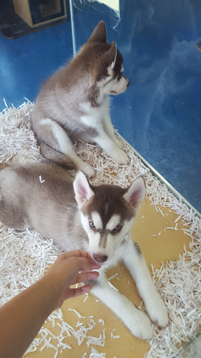 Pet Store «V.I. Pets», reviews and photos, 11975 E Lakewood Blvd, Holland, MI 49424, USA