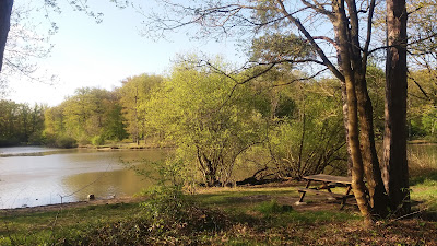 Étang d'Or à Rambouillet