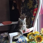 Photo n° 1 de l'avis de Aline.e fait le 22/07/2020 à 15:12 pour Clinique Vétérinaire des Marches de Bretagne, site 