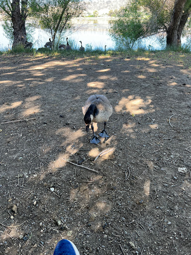 Park «Pena Adobe Regional Park», reviews and photos, 4699 Peña Adobe Rd, Vacaville, CA 95687, USA