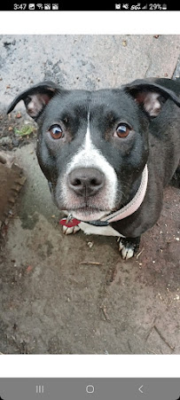 Conforta Animale, LLC - Photo 2 - Car repair in Sterling Heights, MI, Detroit