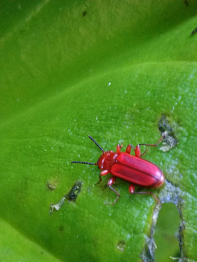 Nature Preserve «Redmond Watershed Preserve», reviews and photos, 21760 NE Novelty Hill Rd, Redmond, WA 98053, USA