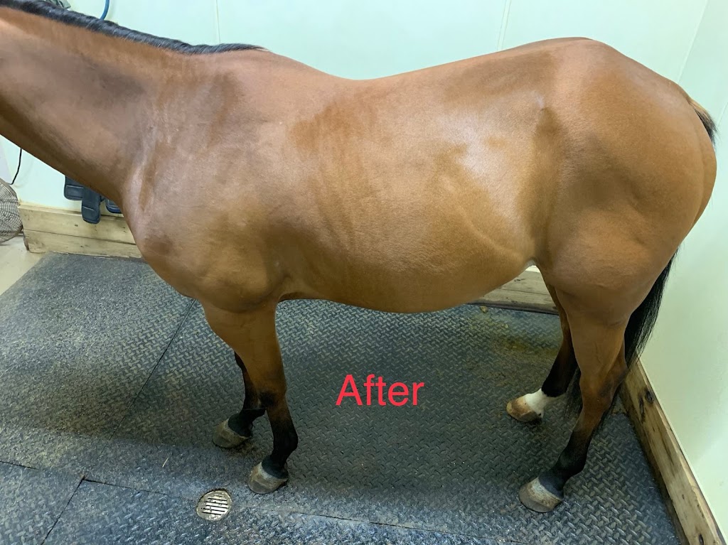 JMSHOW EQUINE MASSAGE THERAPY 43719