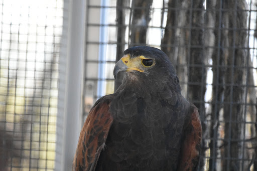 Wildlife Rescue Service «Southwest Wildlife Conservation Center», reviews and photos, 27026 N 156th St, Scottsdale, AZ 85262, USA