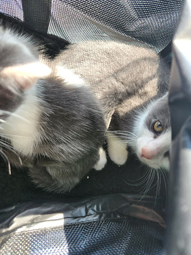 Pet Supply Store «PetSmart», reviews and photos, 12971 Fair Lakes Pkwy, Fairfax, VA 22033, USA