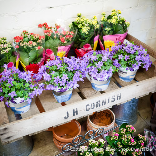 Cottage Garden Flower Shop