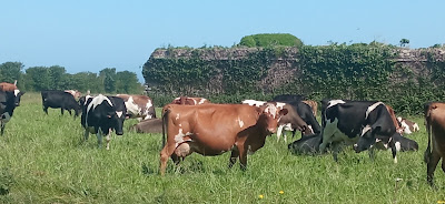 Gaec au bon foin à Lampaul-Ploudalmézeau