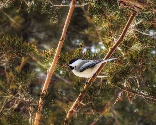 Nature Preserve «Lowry Nature Center», reviews and photos, 7025 Victoria Dr, Victoria, MN 55386, USA