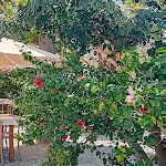 Photo n°1 de l'avis de Antonietta.e fait le 11/05/2024 à 13:35 sur le  Casa Ponziana | Cantina e Cucina à Riace