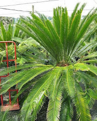 Lok landscape palms and cycads