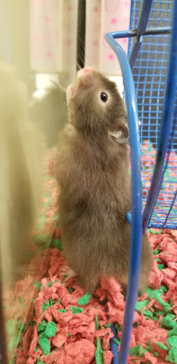 Pet Supply Store «PetSmart», reviews and photos, 9616 Reisterstown Rd #325, Owings Mills, MD 21117, USA