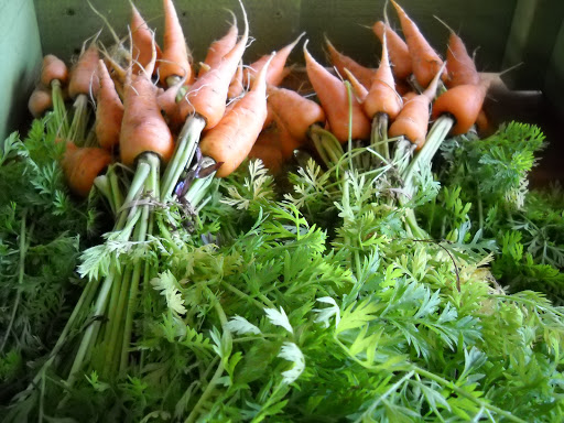 Farm «Sweetwater Organic Community Farm», reviews and photos, 6942 W Comanche Ave, Tampa, FL 33634, USA