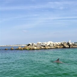 Sightseeing Tour Agency «Southern Star Dolphin Cruises», reviews and photos, 100 Harbor Blvd, Destin, FL 32541, USA