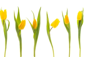 Tulip salon image