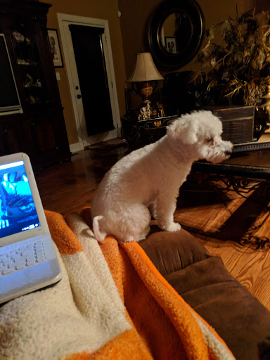 Pet Supply Store «PetSmart», reviews and photos, 2929 James Sanders Blvd f, Paducah, KY 42001, USA