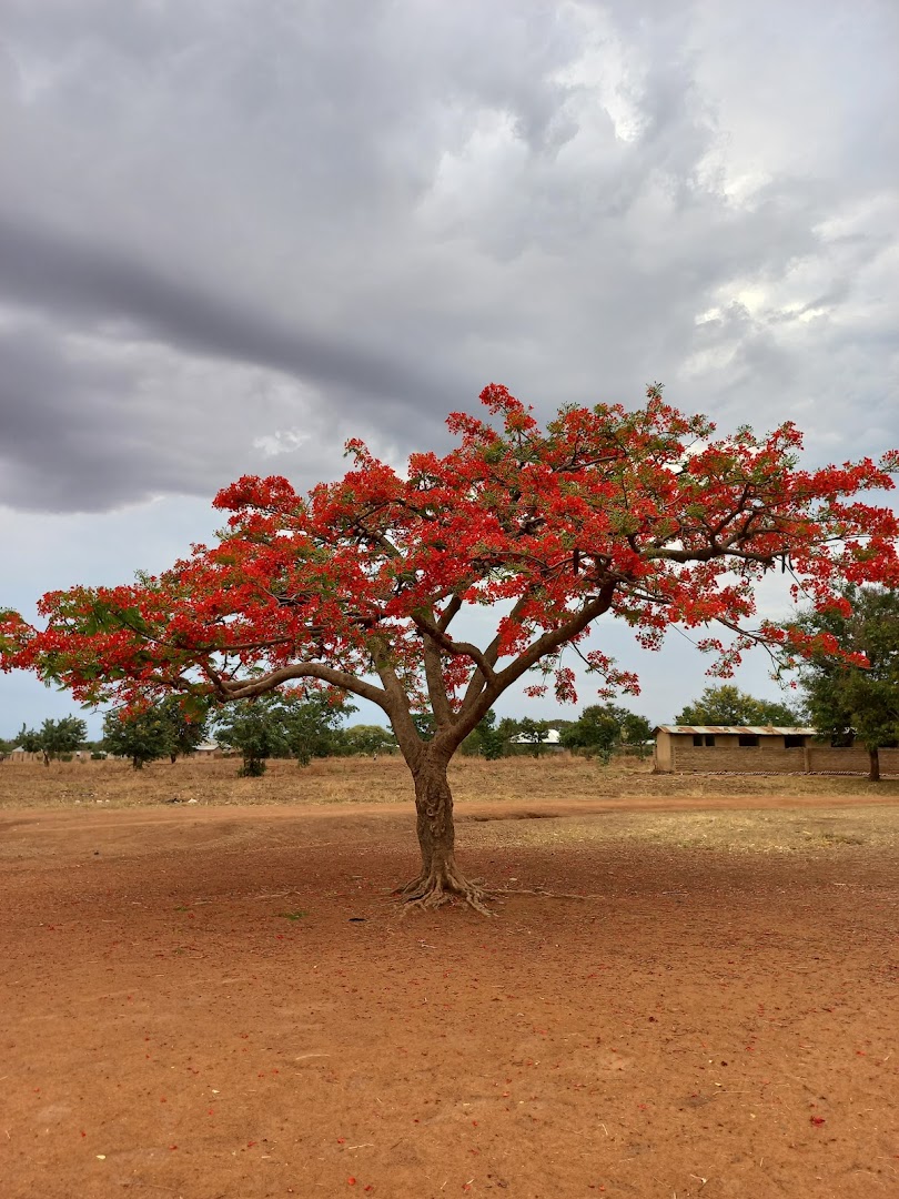 Shinyanga, Tanzanya