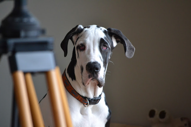 Dog Portraits - Fotograf
