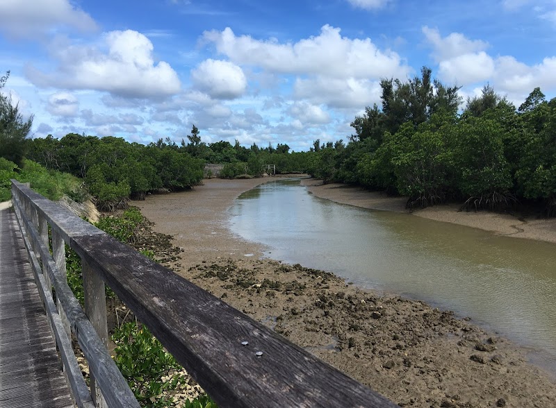 島尻のマングローブ林 沖縄県 観光名所 グルコミ