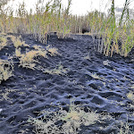 Photo n°13 de l'avis de Fernanda.r fait le 04/09/2020 à 19:04 sur le  Ristorante La Siciliana Cefalù à Cefalù