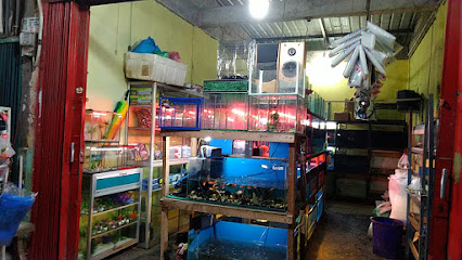 Gurami Aquarium