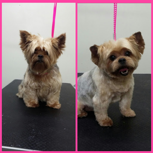 Pet Supply Store «Ma & Paws Pet Supplies», reviews and photos, 206 Anderson Ln N #200, Hendersonville, TN 37075, USA