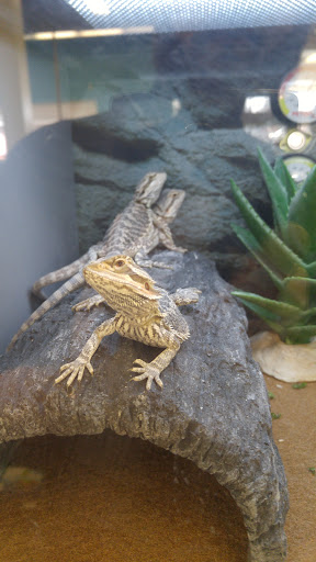 Pet Supply Store «Petco Animal Supplies», reviews and photos, 9004 Vernon Rd, Lake Stevens, WA 98258, USA