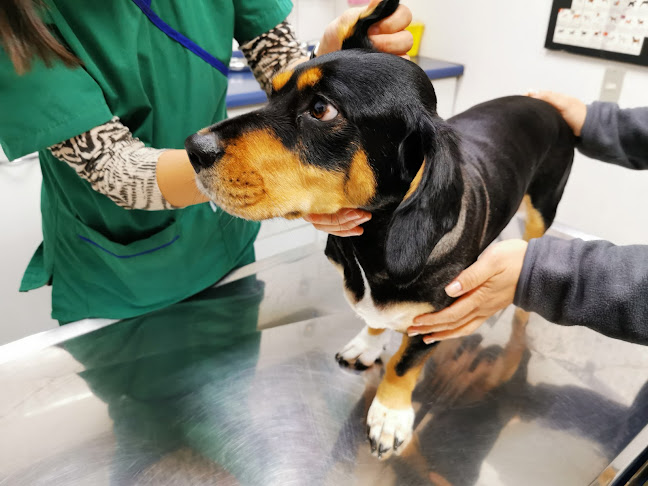 Opiniones de Veterinaria el Rodeo en Lo Barnechea - Veterinario