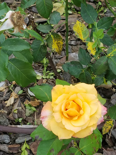 Public Golf Course «Rock Creek Golf Club», reviews and photos, 140 Clubhouse Dr, Fairhope, AL 36532, USA