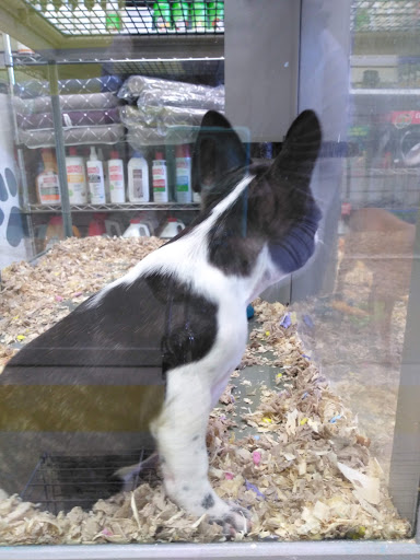 Pet Store «Yuppy Puppy Pet Shop», reviews and photos, 292 Frantz Rd, Stroudsburg, PA 18360, USA