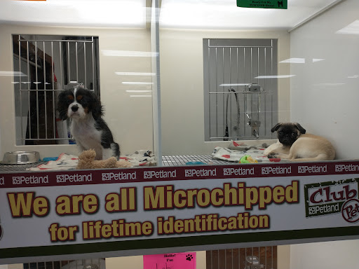 Pet Store «Petland», reviews and photos, 7030 Bandera Rd, San Antonio, TX 78238, USA