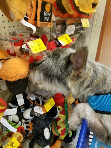 Pet Supply Store «PetSmart», reviews and photos, 6019 Wade Hampton Blvd, Taylors, SC 29687, USA