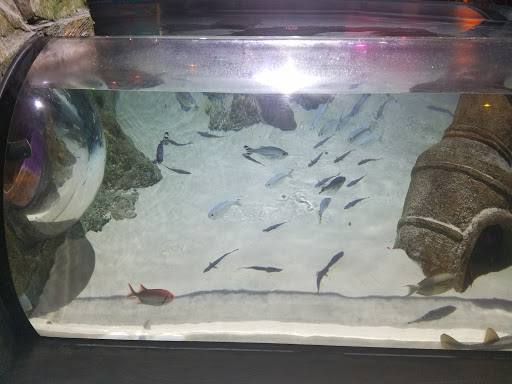 Tropical Fish Store «Concord Aquarium», reviews and photos, 1776 Arnold Industrial Way, Concord, CA 94520, USA