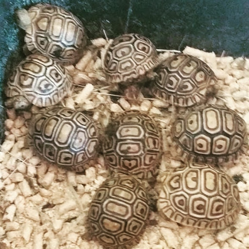 Pet Supply Store «Pet Care Inc.», reviews and photos, 2500 East Cesar E Chavez Avenue, Los Angeles, CA 90033, USA