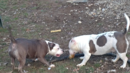 Pet Supply Store «Petco Animal Supplies», reviews and photos, 20111 US-19 #201c, Cranberry Twp, PA 16066, USA