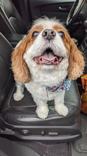 Pet Supply Store «Wiggle Butt Pet Supply & Grooming», reviews and photos, 630 Busse Hwy, Park Ridge, IL 60068, USA