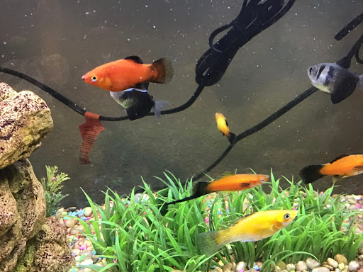 Pet Supply Store «Petco Animal Supplies», reviews and photos, 4030 N MacArthur Blvd #200, Irving, TX 75038, USA