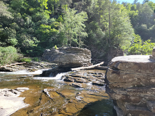 National Forest «Pisgah National Forest», reviews and photos, 1600 Pisgah Highway, Nebo, NC 28761, USA