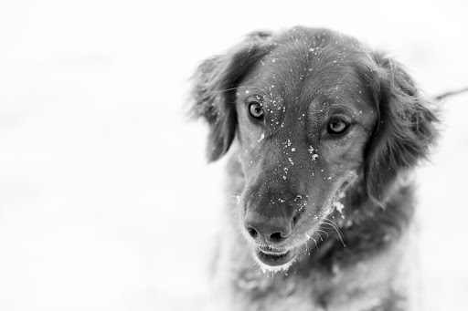 Associated Veterinary Clinic