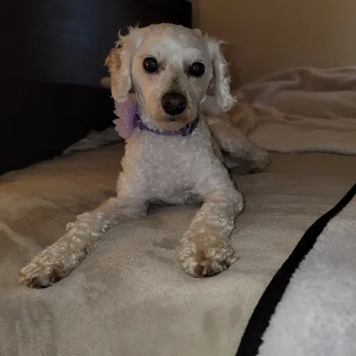 Covina Animal Hospital image