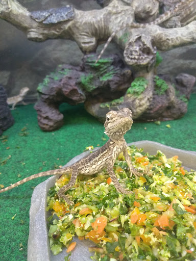 Pet Supply Store «Petco Animal Supplies», reviews and photos, 2765 Santa Rosa Ave, Santa Rosa, CA 95407, USA