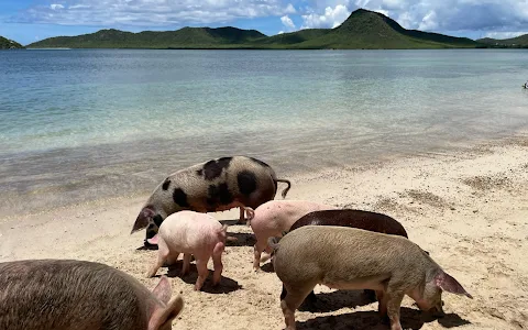Pig’s Paradise Antigua image