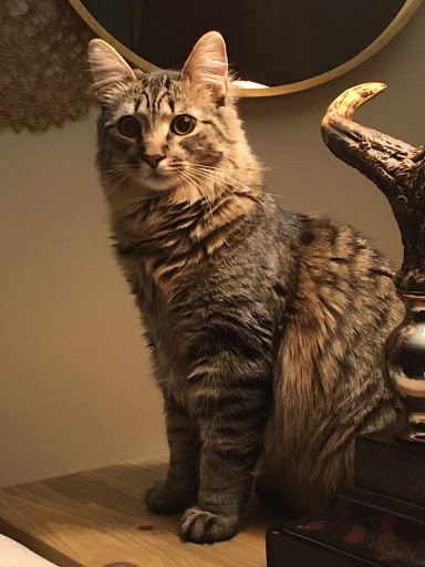 237 N Maple St, Orwell, OH 44076, USA