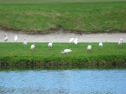 Golf Club «Miami Beach Golf Club», reviews and photos, 2301 Alton Rd, Miami Beach, FL 33140, USA