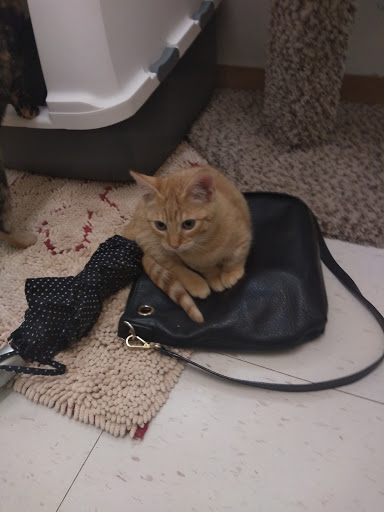 Tropical Fish Store «Animal House Pet Shop», reviews and photos, 358 Warner Milne Rd #110, Oregon City, OR 97045, USA