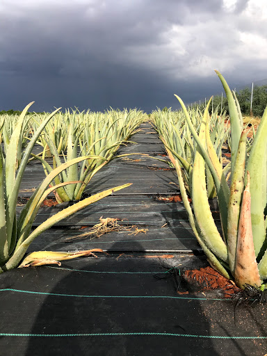 Hermanos Reyes Sanchez.