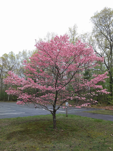 State Park «Hopkinton State Park», reviews and photos, 164 Cedar St, Hopkinton, MA 01748, USA