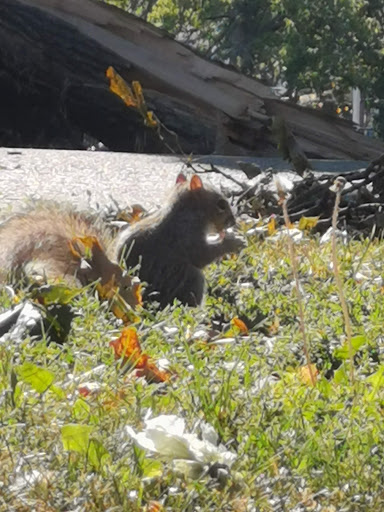 Park «Chicago Park District», reviews and photos, 5505 W Berteau Ave, Chicago, IL 60641, USA