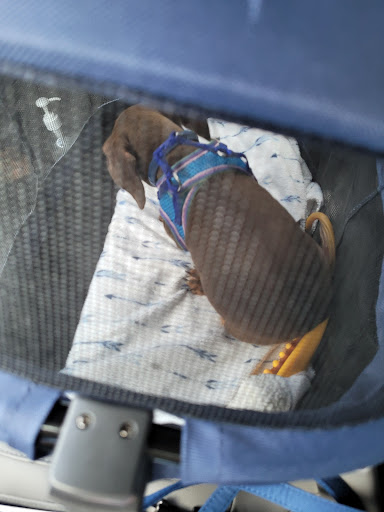 Pet Supply Store «Pet Supermarket», reviews and photos, 1746 E Silver Springs Blvd, Ocala, FL 34470, USA